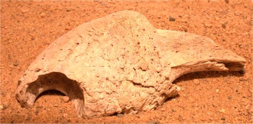 Megalonyx jeffers claw